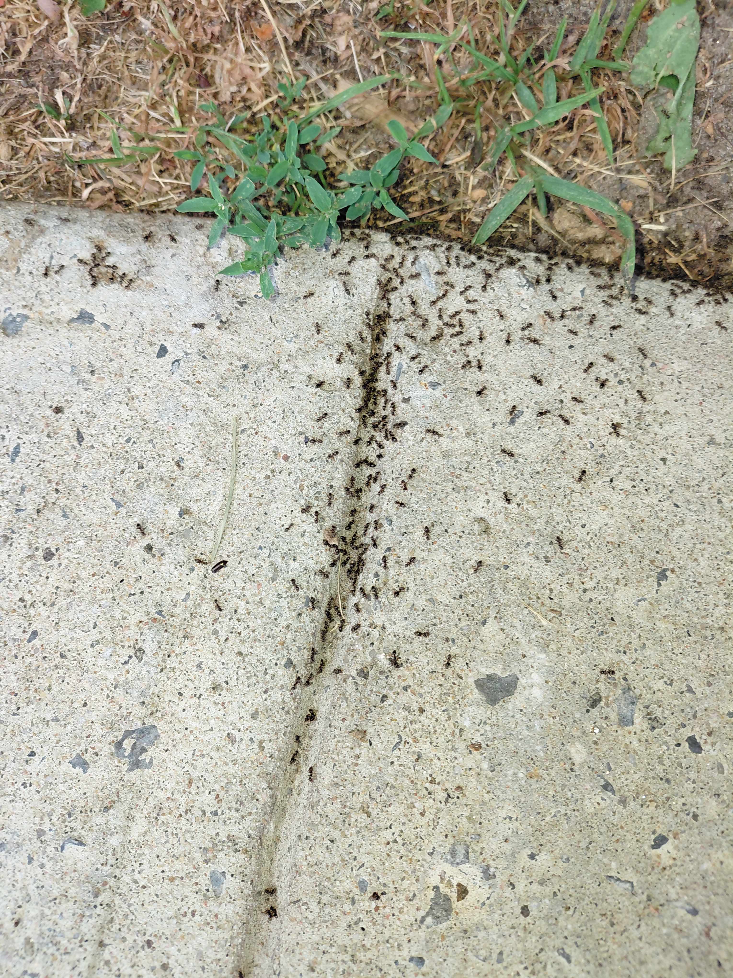 Colonie de fourmis de pavé sur béton