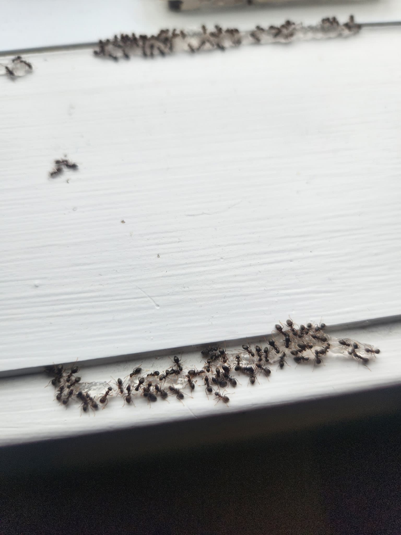 Infestation de fourmis de pavé sur surface blanche