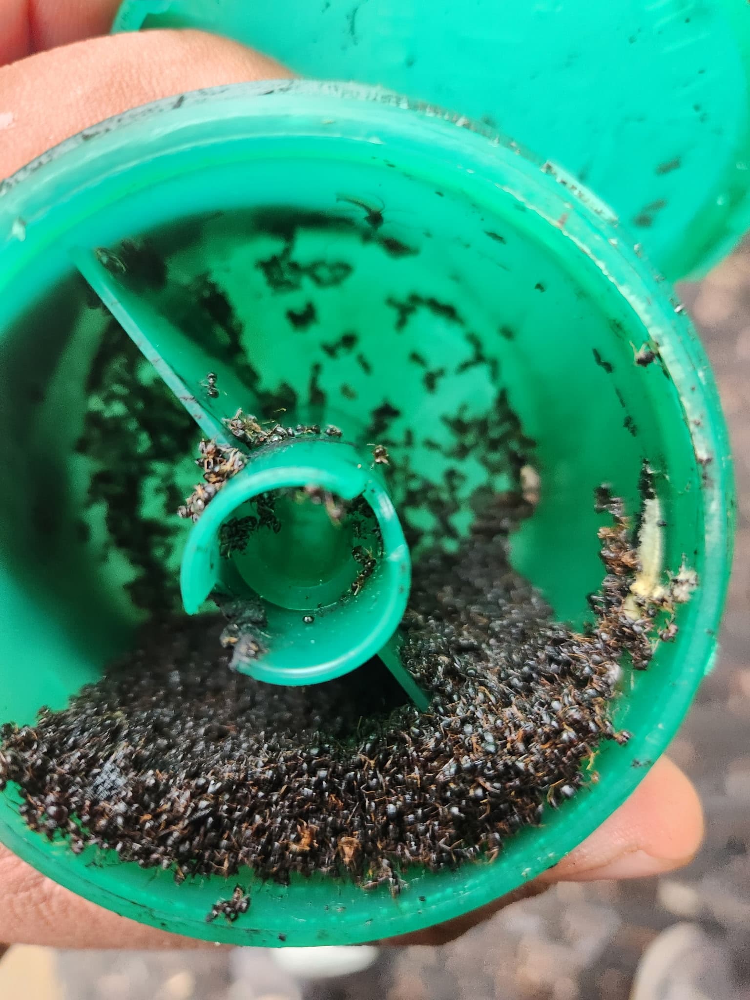 Traitement d'infestation de fourmis avec piège
