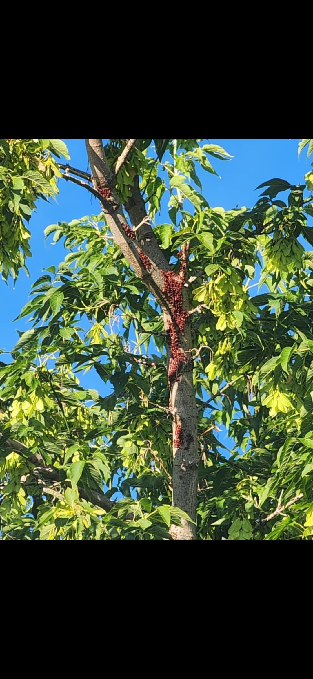 Punaises de l'érable sur un arbre érable négondo