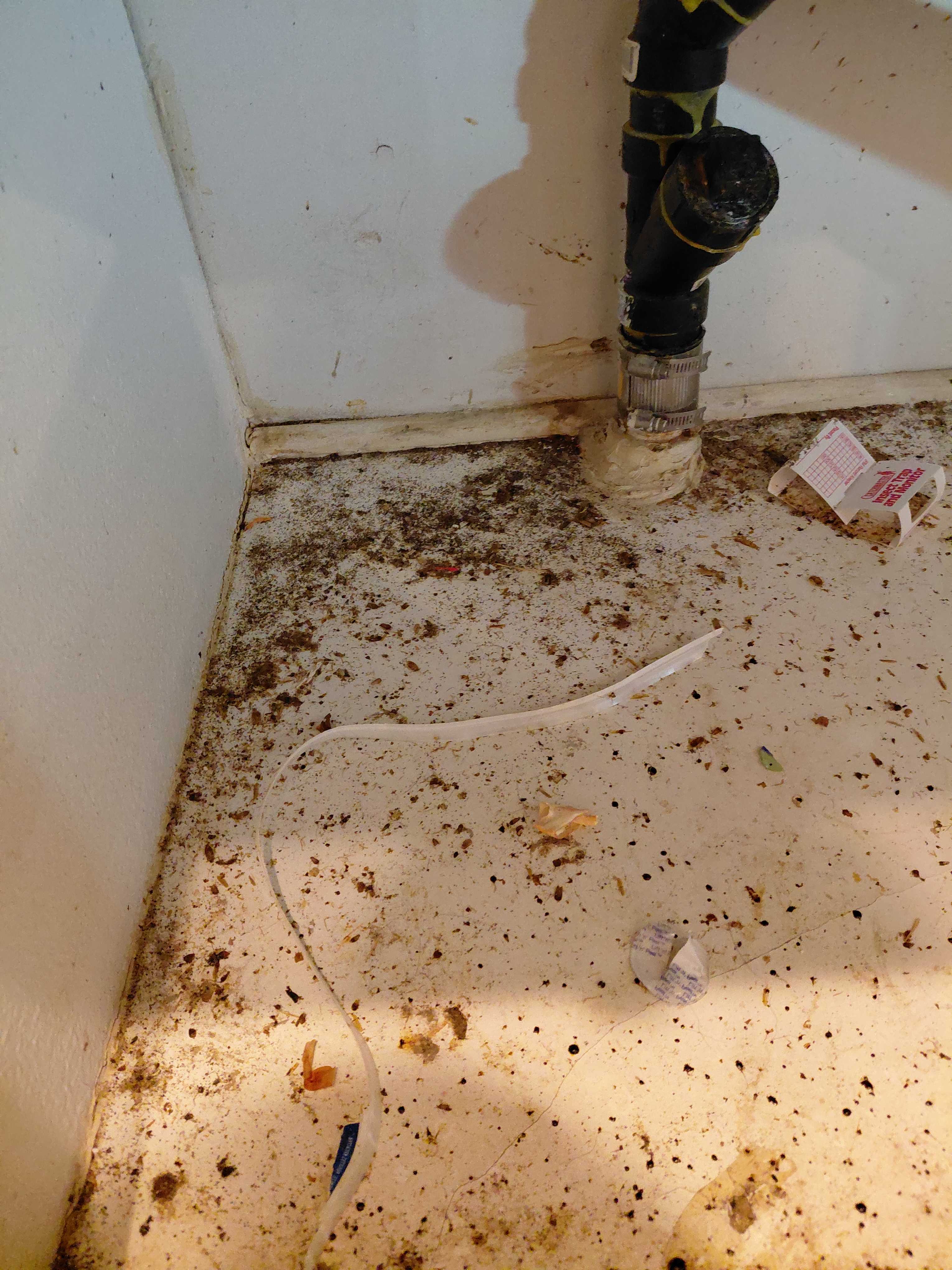 Infestation sévère de coquerelles - Avant traitement