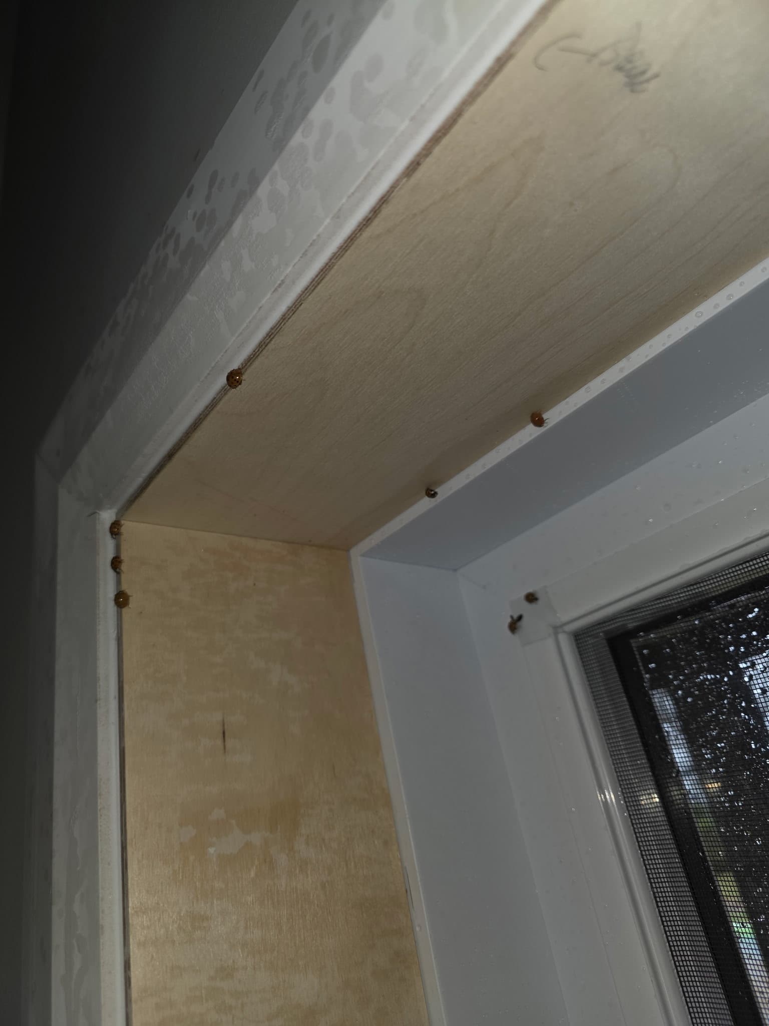 Coccinelles rassemblées au plafond et murs près d'une fenêtre