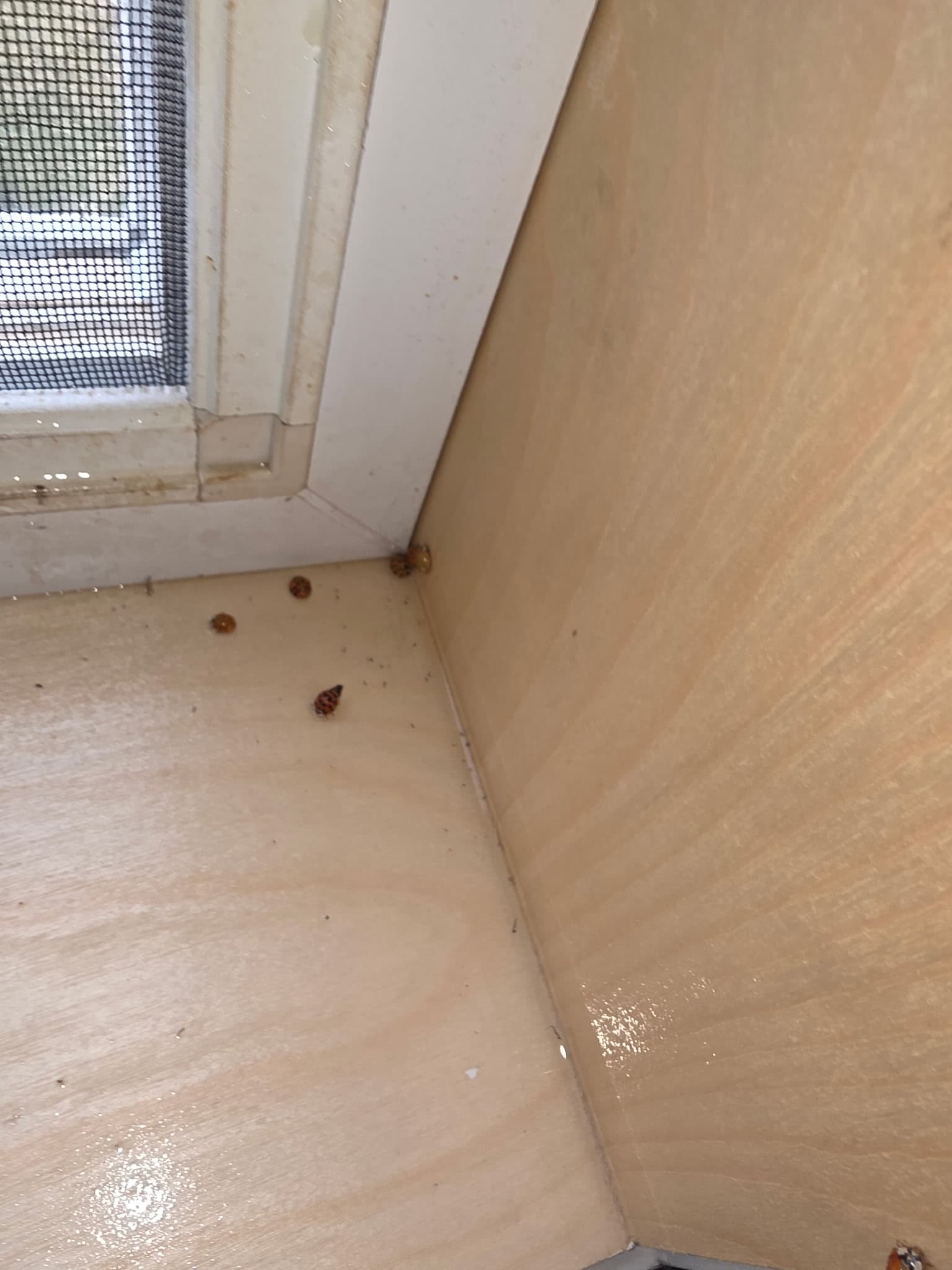 Invasion de coccinelles dans un coin près d'une fenêtre