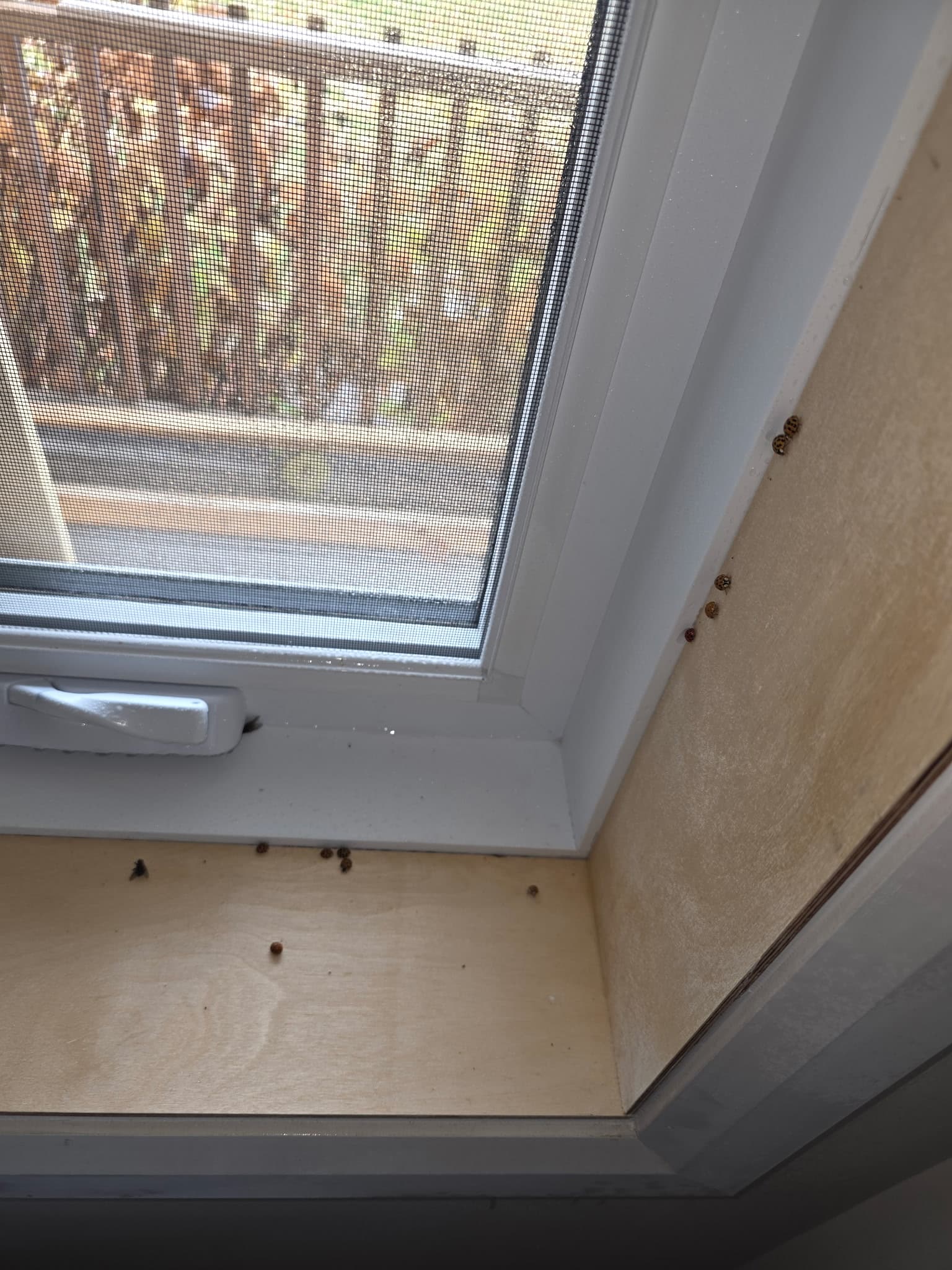 Coccinelles asiatiques autour d'un cadre de fenêtre