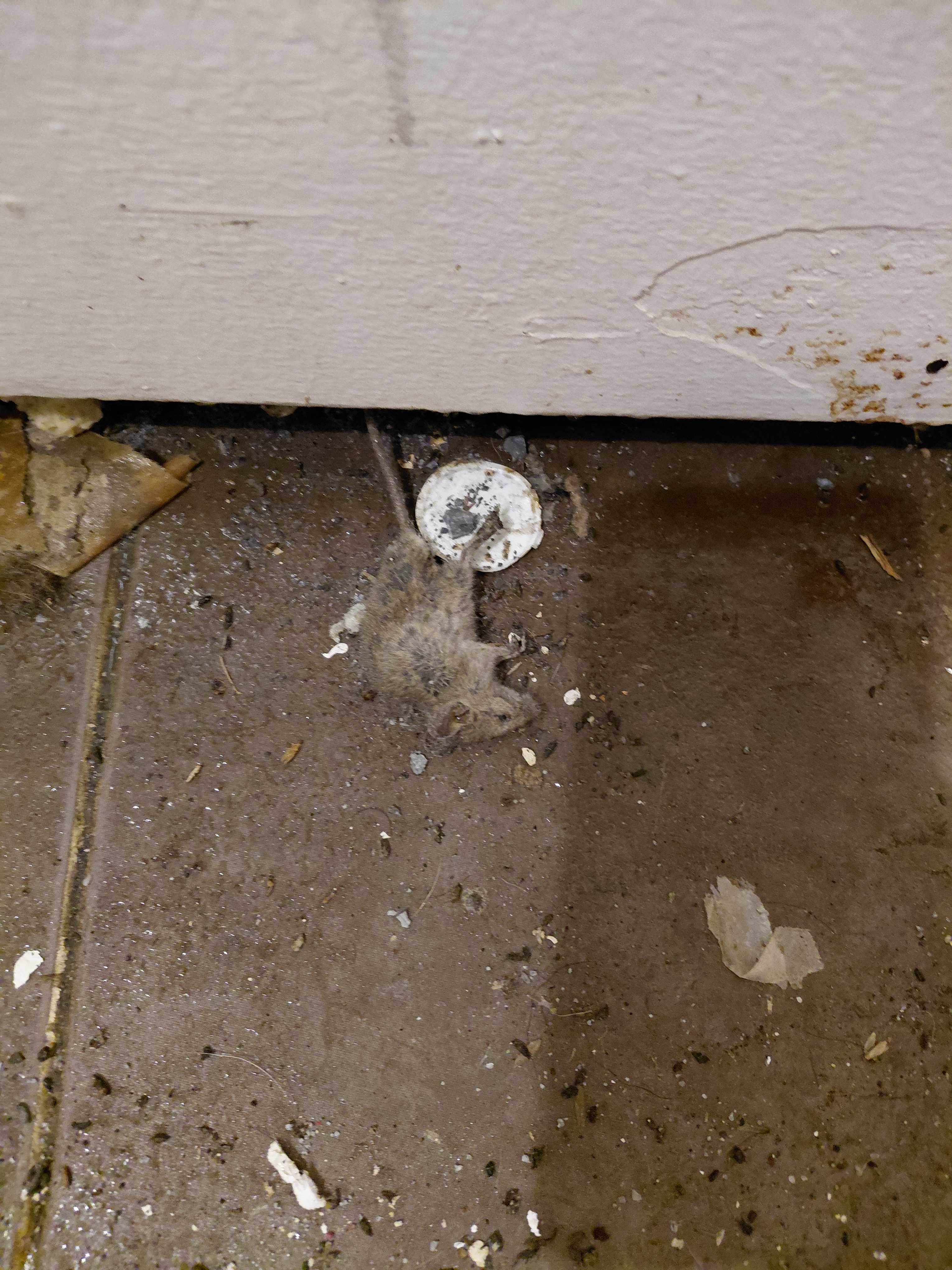 Souris capturée montrant les signes d'infestation