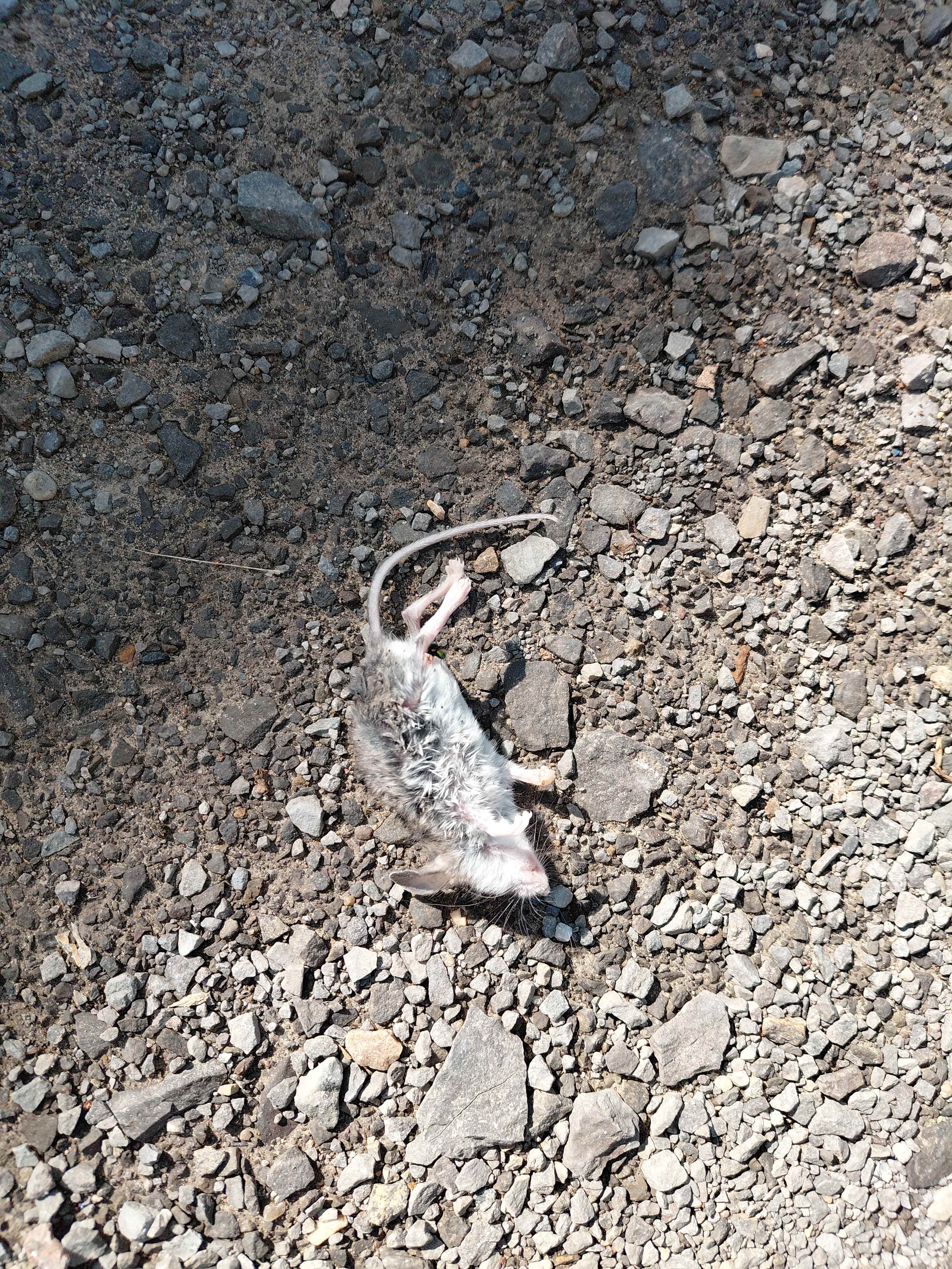 Souris éliminée lors d'une intervention extérieure