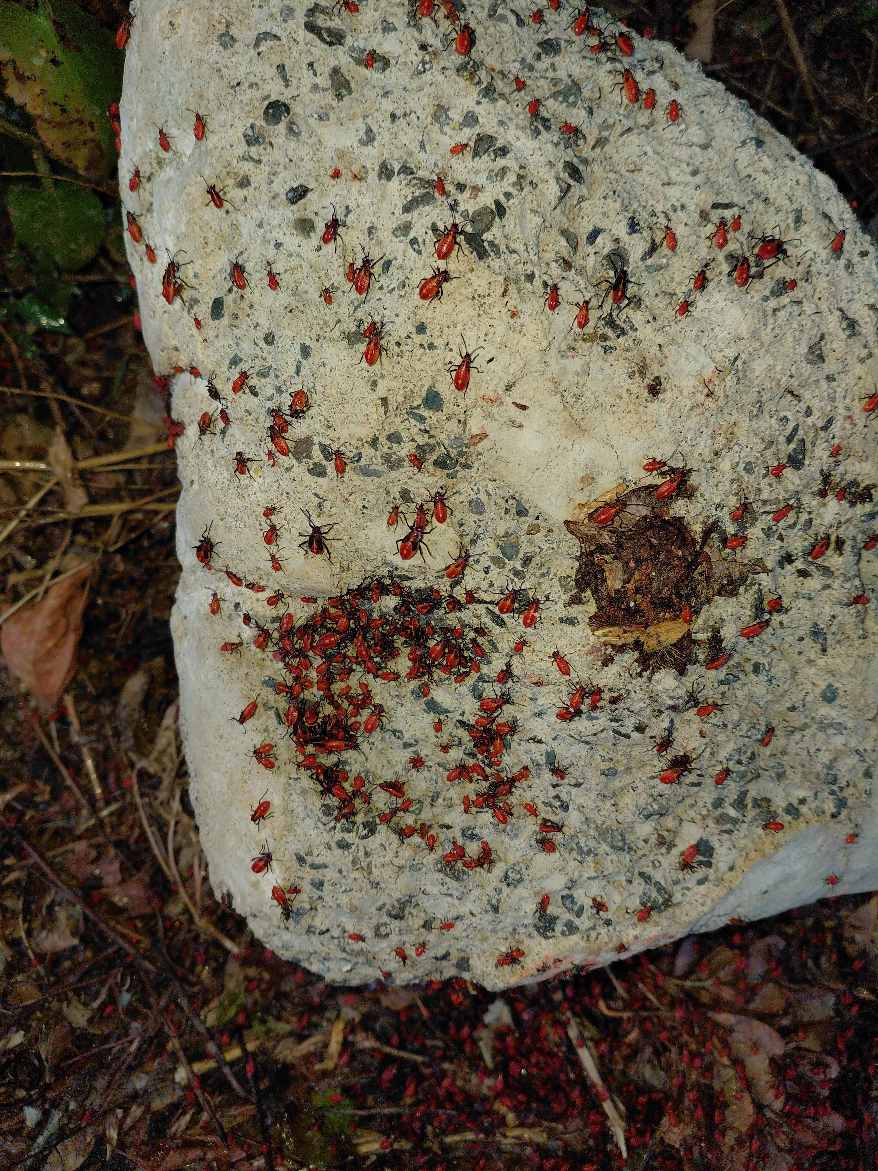 Infestation massive de punaises de l'érable sur une surface