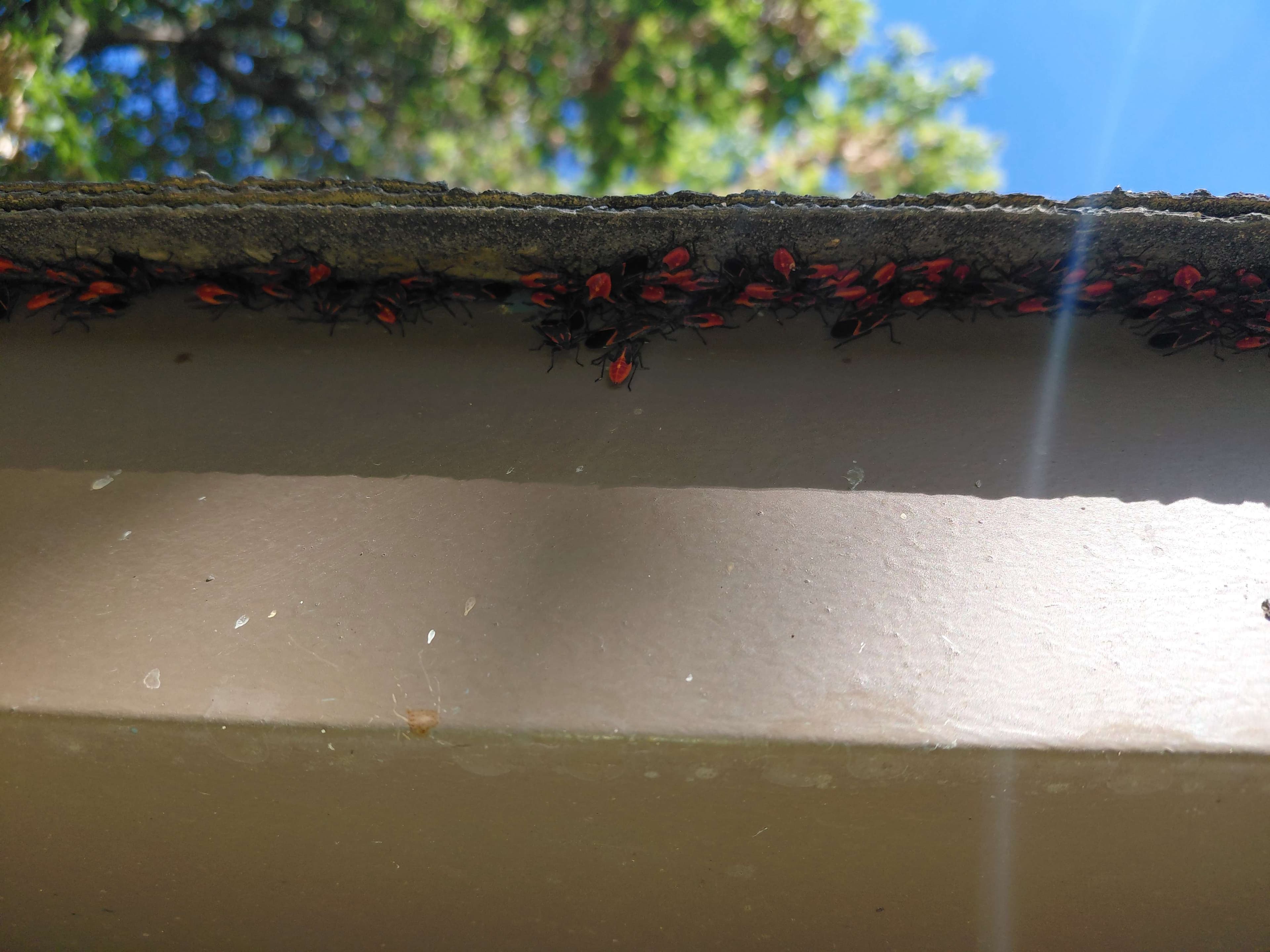 Punaises de l'érable sous le rebord du toit