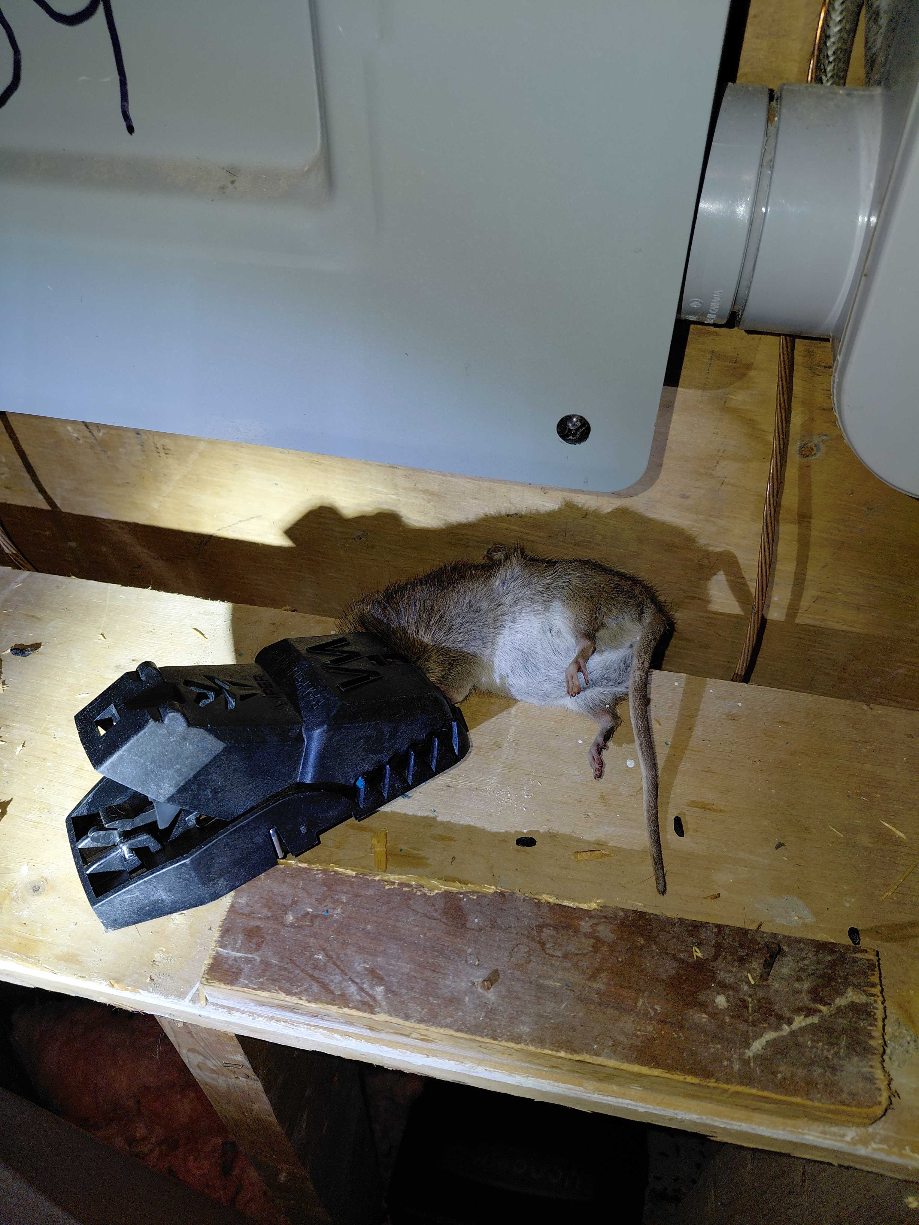 Rat capturé près d'un appareil électroménager
