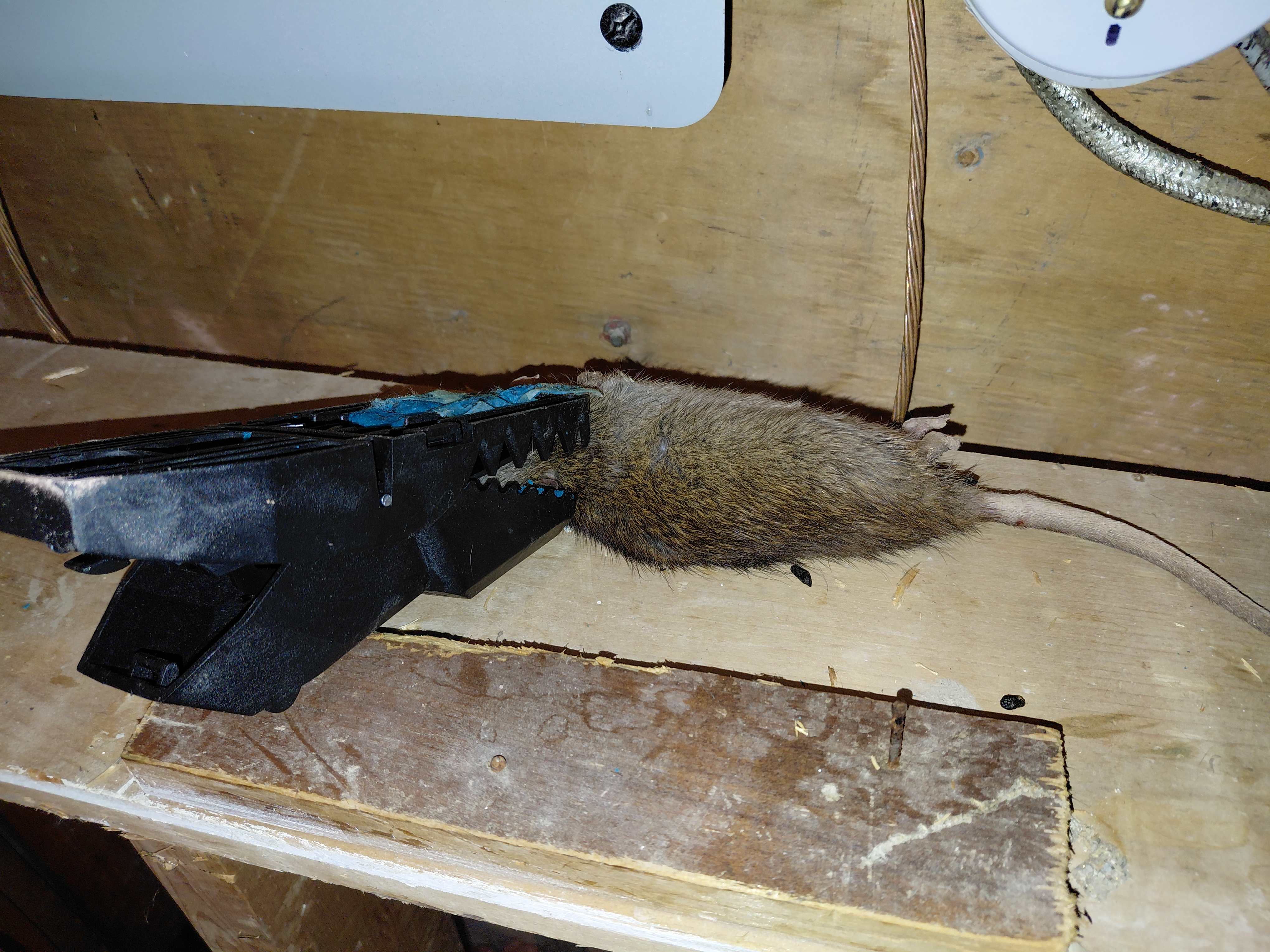 Rat capturé dans un piège professionnel