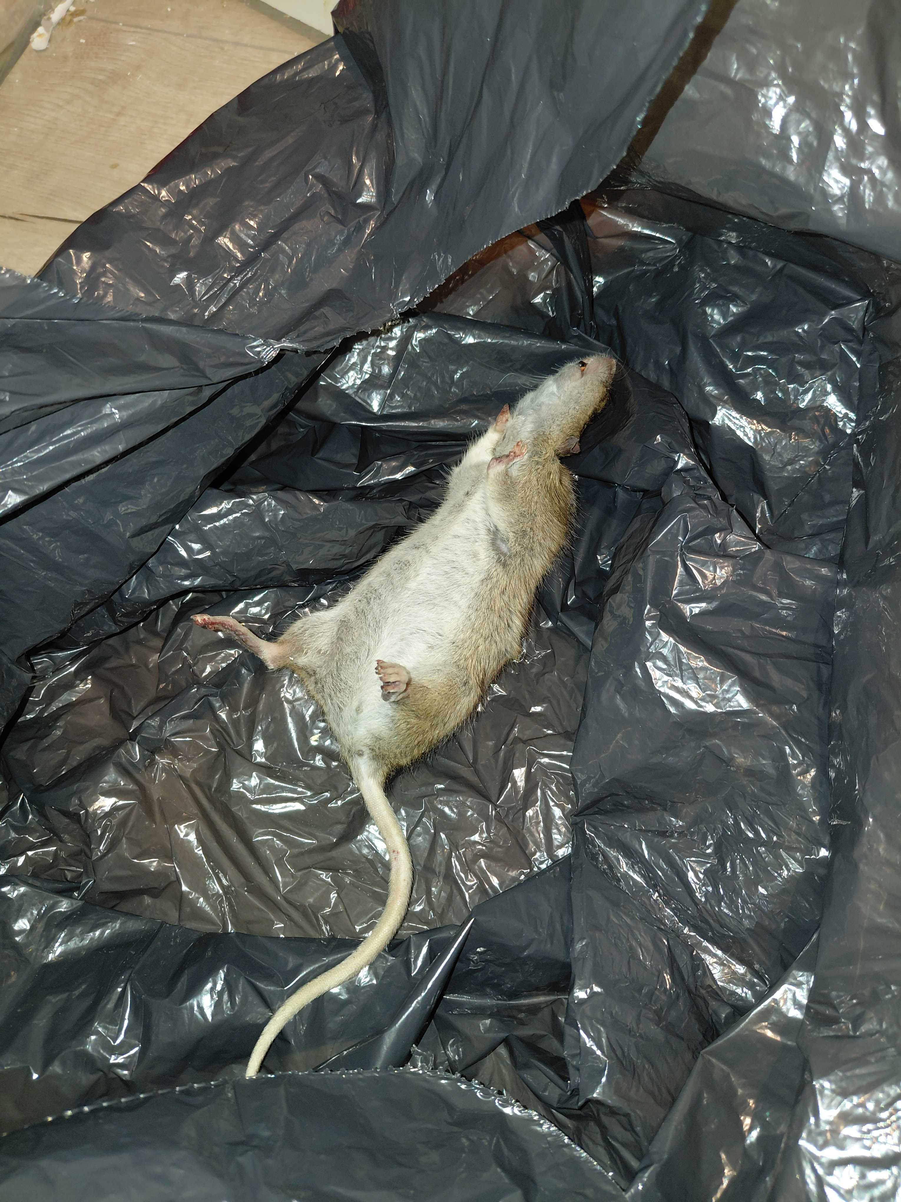 Rat éliminé lors d'une intervention résidentielle