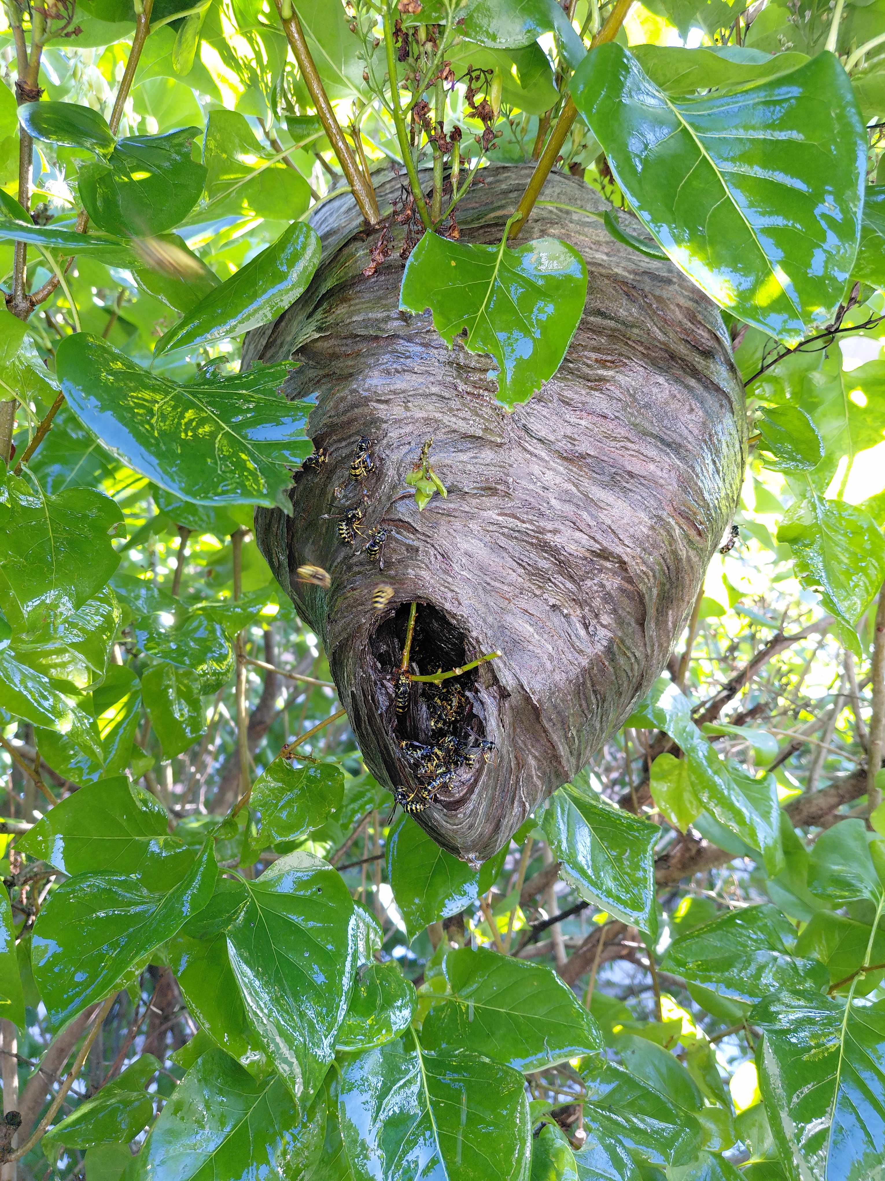 Grand nid de guêpes dans un arbre
